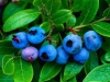 afin-arbusti-fructiferi
