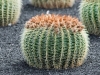 cactus-plante