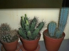 poe-cactus-apartament