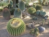 specii-de-cactusi