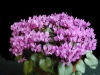 ciclama-violet-floare-apartament