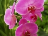 flori-orhidee