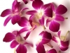 orhidee-floare-apartament