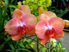 orhidee-poze