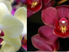 orhideea-alba-si-rosie
