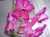 specii-de-orhidee