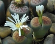floare-lithops