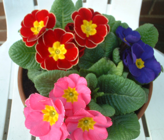 Primula floare de balcon