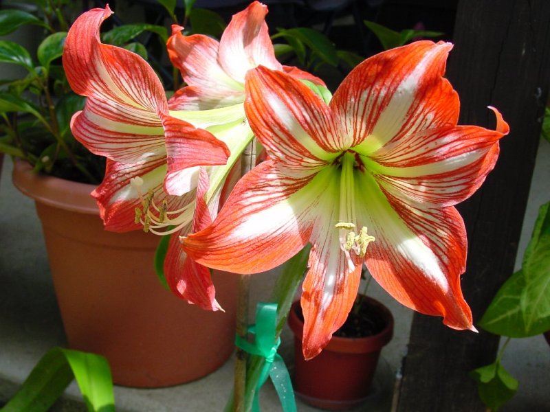 amaryllis floare de balcon
