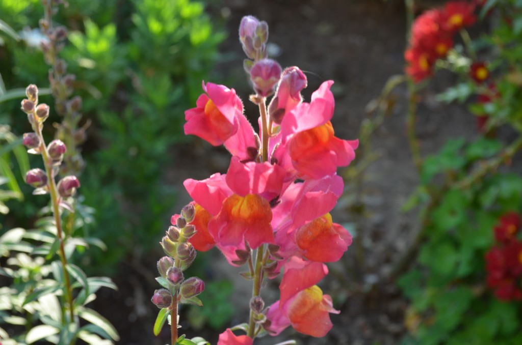 gura leului floare de gradina