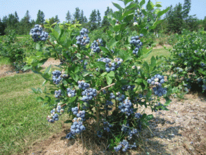 arbusti fructiferi decorativi