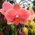 orhidee