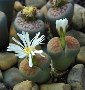 floare lithops