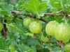 arbusti-fructiferi-gradina