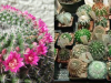 cactusi-de-apartament