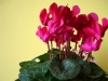 ciclama-floare-apartament