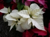 craciunita-floare-alba
