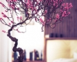 decor-cu-bonsai2