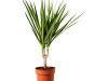 dracaena-floare-aparatament