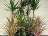 dracaena-floare