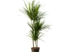 dracaena-flori-apartament