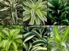 dracaena-flori-de-apartament