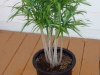 floare-dracaena