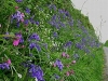 gard-viu-floral