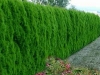gard-viu-vesnic-verde