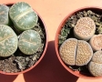 lithops