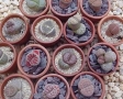 pietre-vii-lithops-living