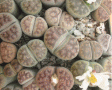 pietre-vii-lithops