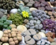 pietrele-vii-lithops