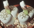 planta-lithops