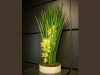 plante-de-interior5