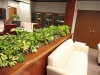 plante-de-interior6