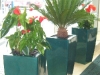 plante-de-interior7