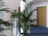 plante-de-interior8