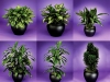 plante-de-interior9