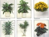 plante-de-interior