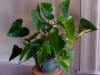 plante-de-interior1