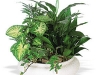 plante-de-interior2