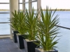plante-de-interior3