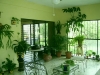 plante-de-interior4