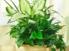 plante-de-apartament