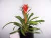 plante-de-apartament3