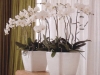 plante-de-apartament4