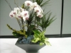 plante-de-apartament7