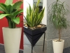 plante-de-apartament9